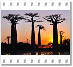 Baobab-Allee