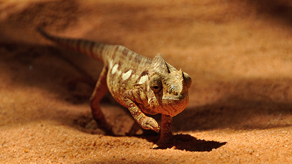 Chamaeleon1_580x325_34407